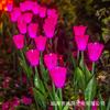 Lámpara de tulipán led linterna de simulación lámpara decorativa lámpara de ramo luz nocturna planta verde venta al por mayor linterna navideña lámpara decorativa