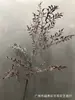Secagem Simulada Nantianthus Galhos Secos Arte Mori Estilo Europeu Ornamentos Sala de Estar Mesa de Café Decoração Galhos de Flores Secas Flores Artificiais