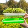 Maceta hidropónica de trigo maceta para plántulas maceta de papel para cultivo de verduras bandeja para cultivo de brotes de frijol bandeja de brotes de frijol de doble capa cifrada