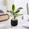 Foliagem Cômica Árvore da Borracha Planta de Interior Escritório Dormitório Planta Verde Fácil de Cuidar Folhas Coloridas Moderna Interessante Planta de Vaso para Mesa