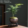 Samambaia Aspargo Plantas em Vasos Plantas Verdes de Interior para Escritório Plantas em Vasos com Flores Bonsai Perene Plantas Pequenas em Vasos para Todas as Estações