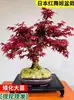 Plántulas de arce rojo, plantas rojas de maceta de cuatro estaciones, Arce japonés rojo Red Dance Queen, fáciles de cuidar en todas las estaciones, adecuadas para patio y uso interior, bonsái de planta resistente al frío