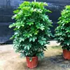 Planta em Vaso de Madeira Pata de Pato, Bonsai de Madeira Pata de Pato, Planta Verde para Jardim de Escritório, Árvore da Fortuna, Planta com Flor, Planta Verde, Madeira Pata de Pato