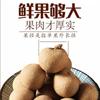 Longan seco com casca sacos de 500g de produtos secos pronto para comer carne grande espessa lanches de casamento chá longan seco