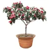 Mudas de Crataegus Dourada Estrela Grande para Plantio em Quintais no Norte e Sul, Mudas de Frutas Extra-Grandes para Enxerto e Mudas de Vasos, Envio Direto de Peça Única