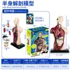 Modelo do Corpo Humano para Crianças Brinquedos Educacionais STEM Modelo de Anatomia Humana Destacável Reconhecimento de Órgãos Fabricante Atacado