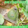 Suministro Transfronterizo de Bolsas de Malla Metálica de Acero Inoxidable 304, Bolsas de Malla a Prueba de Insectos y Roedores, Bolsas de Malla Tejida para Filtración de Flores de Jardinería