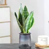 Rábano Verde Árbol de la Fortuna Espárrago Bambú Flor de Incienso de Nueve Millas Planta en Maceta Interior Menta Bambú Rico Planta Hidropónica Fácil de Alimentar