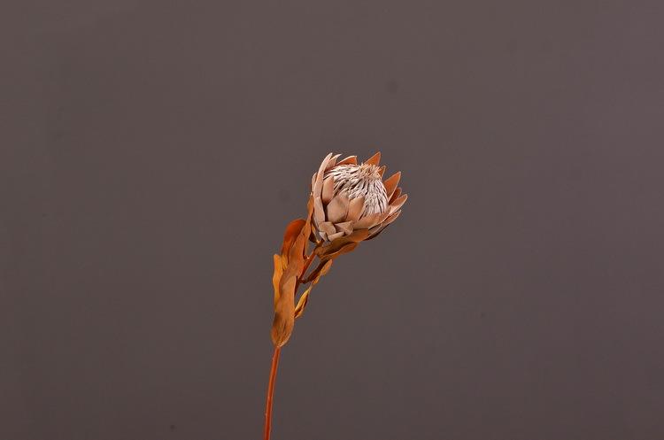 3-6咖色干枯帝王花.jpg