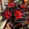 Fornecimento transfronteiriço de flores de epiderme coloridas com folhas, caules de raízes de flores de epiderme, bulbos de flores de epiderme chama de pavão e sementes de flores no atacado