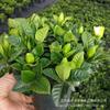 Gardenia jasminoides Ellis, plantas em vasos com luz neutra, paisagismo interno, plantas em vasos com sabor Luzhou