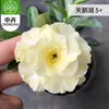 Planta en Maceta Rosa del Desierto con Doble Pétalo, Planta Verde Resistente a la Sequía, Fácil de Cuidar en Interiores o en el Balcón, Planta Suculenta Fácil de Mantener en Verano