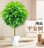 Árbol de la Paz Planta en Maceta para Sala de Estar, Planta Verde Grande con Acabado de Alta Gama, Planta de Interior de Tocón Viejo de Pie, Planta de la Prosperidad, Planta de Hoja Perenne para Todas las Estaciones