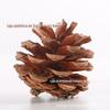 Suprimentos de Natal Material de artesanato Pinus tabulaeformis Local Pine American Slash Pine Natural Pine Cone Dried Fruit Big Pine Cone