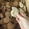 Ejemplar natural de ammolita de Pavlov, adorno de piedra cruda fósil biológico antiguo, caracol blanco pequeño mineral crudo para educación científica