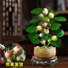 Venta Dropshipping de Planta en Maceta de Tilo, Pequeño Bonsái de Bodhi con Frutos, Adorno de Escritorio Zen Chino, Decoración Interior Creativa