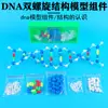 Modelo de Construcción de Estructura de Doble Hélice de ADN Grande Genes Genéticos y Mutaciones DIY Experimento de Química y Biología para Escuela Secundaria y Preparatoria