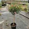 Plántulas de Flor de Pirulí de Hibisco, Plantas en Maceta para Balcón y Patio, Plantas Resistentes al Frío, Tolerantes al Calor, Fáciles de Cuidar, Florece Todo el Año