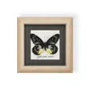 Moldura com Espécime de Borboleta Real, Presente de Aniversário 3D para Melhor Amigo, Presente para o Dia dos Professores, Pintura Decorativa com Espécime, Pode Fornecer Nota Fiscal