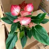 Color Soñador Rojo PalmaMelocotón Labios Color Soñador Palma, una planta hidropónica de cuatro estaciones, tolerante a la sombra y de fácil cuidado que elimina eficazmente el formaldehído
