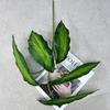 Fábrica de Origen Plantas Verdes Simuladas 5 Ramas de Hojas de Manzano Verdeo para el Hogar Accesorios para Arreglos Florales DIY Set de Boda Plantas Verdes al por Mayor