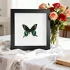 Mariposa Real, Especie Preciosa de Verano, Mariposa Rara, Mariposa Pequeña de Cinta Verde, Adorno de Escritorio, Espécimen de Regalo, Pintura Decorativa, Espécimen de Mariposa