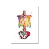 Anatomia humana coluna vertebral coração e cérebro pôster de arte pôster mapa corporal fundo de educação médica pintura decorativa de parede núcleo