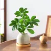 Bonsai das Oito Direções da Riqueza: Planta em Vaso Madeira Pata de Pato para Hidroponia, Verde para Mesa de Escritório, Sala de Estar, Fácil de Cuidar em Todas as Estações