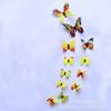 YW transfronteiriço 3D borboleta ButterFly 12 Peças impressão transparente colorida H-033
