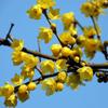 Dropshipping Flor de Ameixeira em Vaso Tronco Velho Ameixeira Vermelha e Wintersweet Mudas de Bonsai Florais Plantas Resistentes ao Frio Interior Varanda Pátio