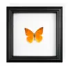 Marco de Fotos con Espécimen de Mariposa Real, Mariposa Cola de Golondrina con Banda Verde Regalo de Cumpleaños, Regalo de Día del Maestro Graduación, Regalo Exquisito para Fiestas