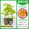 Plántulas de Parchita Injertadas, No. 9 Gipsófila Dorada de Granja Taiwanesa, Da Fruto en el Mismo Año, Dulzura Pura Sin Acidez, con Tierra