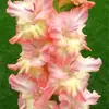 Bulbos de Gladiolo y Flor de Acanthopanax, plántulas de flores en maceta, perenne, resistente al frío, fáciles de cultivar y mantener durante todo el año, bulbos florales con capullos