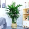 Plantas Verdes de Interior en Maceta, Rico Coco, Oficina Sala de Estar, Plantas de Coco en Maceta, Flores Perennes y Fáciles de Cultivar