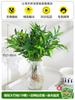 Dropshipping Plantas Hidropônicas de Bambu e Cipreste, Repelente de Mosquitos de Verão Plantas Verdes e Florais Hidrocultivadas de Interior, Pequenas Plantas Envasadas Fáceis de Cultivar em Todas as Estações