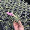 Piña de Aire Planta sin Tierra para Personas Mayores, Hierba de Aire Piña Planta Verde Creativa de Cuatro Estaciones Perenne Colgante de Interior
