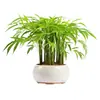 2025 Overover Fc1801 Hoja de Bambú Verde Pegatina de Pared de Plantas Removible y Compatible con Envío Transfronterizo, Antiestático e Impermeable