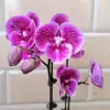 Planta de Phalaenopsis en Maceta con Vara Floral y Capullo Floral Flor Otoño e Invierno Orquídea para Sala de Estar Plántula Grande Planta de Interior Fácil de Mantener en Todas las Estaciones