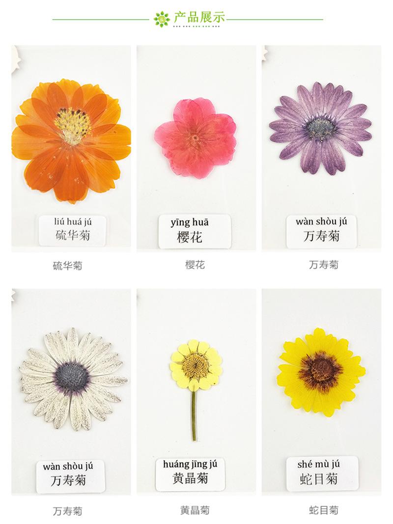 详情干花_07_副本.jpg