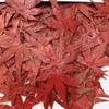 Hoja de Arce Rojo Flor Seca Espécimen de Planta en Relieve Enseñanza Gel Goteando Funda para Teléfono Móvil Marcapáginas Hecho a Mano para Niños Marco de Fotos Calcomanía de Flor