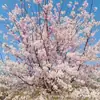 Plántulas de Árbol de Flor de Cerezo Japonés Plantación en Patio Norte y Sur Maceta Grande Paisajismo Verde Plantas Jóvenes Florales de Exterior Flores de Cerezo de la Mañana y la Tarde