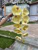 Nuevos fabricantes de phalaenopsis rosa con tacto de algodón de silicona 9 tacto phalaenopsis de Taiwán bodas hogar flores artificiales