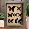 Marco de Fotos Retro Tridimensional Hueco con Mariposa, Insecto, Concha y Espécimenes de Plantas para Exhibición de Autoensamblaje