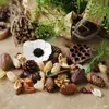 Materiais de Flores Secas Galhos Bolotas Pinhas Algodão Vagens de Lótus Jardim de Infância Artesanato Velas Aromáticas Fatias Decoração Adereços para Fotos