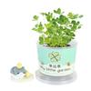 Pequenos Presentes para Crianças Plantas Verdes de Mesa DIY Plantio Interno para Estudantes Mudas de Feijão Pequeno Plantas em Vasos Flores Brinquedos Venda por Atacado