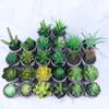 [Suculentas Mini] Planta Suculenta Artificial Bonsái en Maceta de Pulpa de Papel (Maceta Incluida) Adorno Ornamental Imitación de Planta
