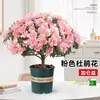 Planta de Azalea en Maceta con Capullos de Flor, Árbol Grande Maduro, Adecuada para Balcón Interior, Valiosa Planta con Flores