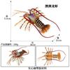Simulación de cognición infantil educación temprana Penaea Monodon camarón tigre acuático langosta de agua dulce animal modelo juguete adornos