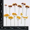 Flores Secas em Relevo, Espécimes Botânicos em Relevo para Ensino, Marcadores de Página Artesanais DIY, Colar Flores Secas, Capas de Celular, Aromaterapia com Cola