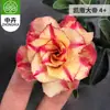 Planta en Maceta Rosa del Desierto con Doble Pétalo, Planta Verde Resistente a la Sequía, Fácil de Cuidar en Interiores o en el Balcón, Planta Suculenta Fácil de Mantener en Verano